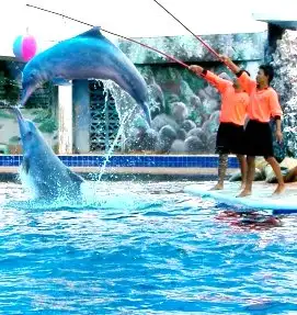 Dolphin Show at Oasis Sea park