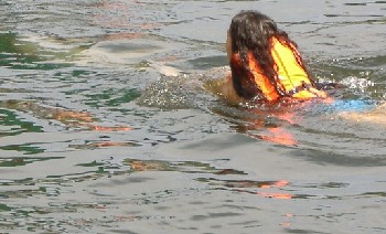 Dolpin Swim: our dolphins drag you through the water at high speed