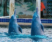 pink dolphins dancing