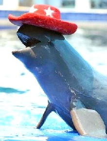 http://swimwithdolphins.information.in.th/images/irrawaddy-cowboy-dolphin.jpg