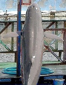 Irrawady Dolphin