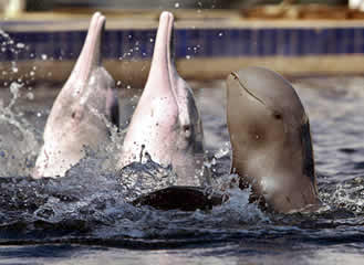 Cambodia Dolphins