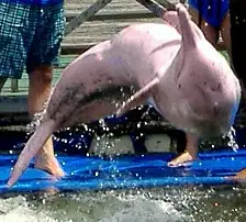 Meet The Playful Indo pacific Dolphins And The Shy Irriwady Dolphins 
